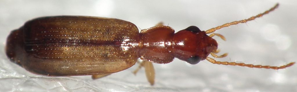 Carabidae: Paradromius linearis?